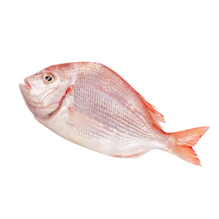 紅立魚 500g/份 （三清）（零下60°鮮凍）